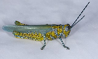 <i>Poecilotettix pantherinus</i> Species of spur-throated grasshopper