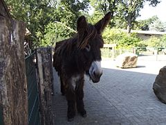 Poitou donkey Vechtehof.jpg