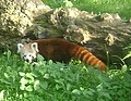 Red panda