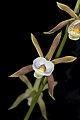 Prosthechea pterocarpa flowers