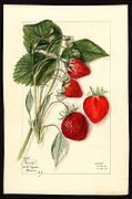 Dunlap variety of strawberries (Fragaria species), with specimen originating in Geneva, New York; watercolor by Mary Daisy Arnold, 1912
