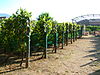 One of the replanted vineyards among the Pompeii excavations.