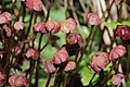 Marchantia quadrata