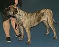 Presa Canario, red brindle