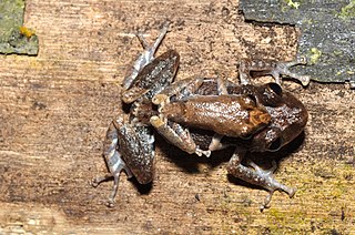 Pristimantis altamazonicus