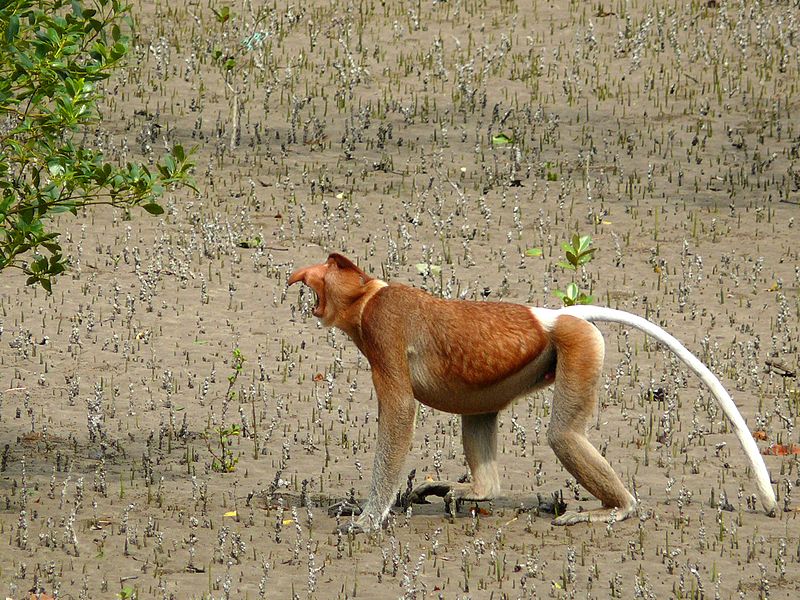 File:Proboscis Monkey (Nasalis larvatus) male (8445244780).jpg