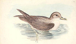 The islands of the gulf are important for nesting Grey Petrels