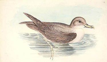 The islands of the gulf are important for nesting Grey Petrels Procellaria hasitata.jpg