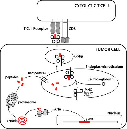 In vitro assessment of antitumor immune responses using tumor antigen  proteins produced by transgenic silkworms - SpringerLink