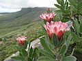 Protea subvestita 15432447.jpg