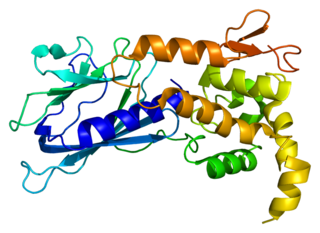 <span class="mw-page-title-main">NEIL1</span> Protein-coding gene in humans