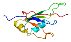 חלבון RBM19 PDB 2cpf.png