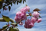 Thumbnail for File:Prunus serrulata 'Kwanzan' (Cultivar of Oriental Cherry) (34071358210).jpg