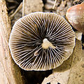 ナヨタケ属の一種 Psathyrella sp.