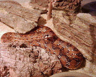 <span class="mw-page-title-main">Pseudaspididae</span> Family of snakes