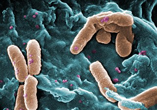 Pseudomonas ist eine Gattung s