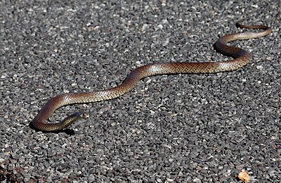 Shield-snouted Brown Snake (Pseudonaja aspidorhyncha), Northern Territory, Australia