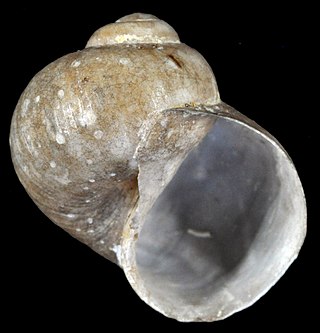 <span class="mw-page-title-main">Zerotulidae</span> Family of gastropods