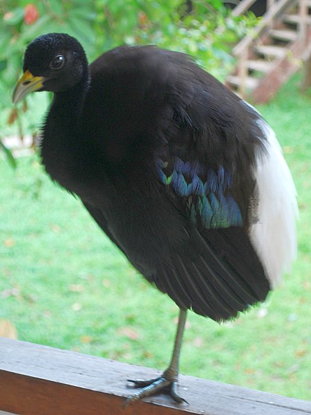 File:Psophia leucoptera -Puerto Maldonado-8 2.jpg