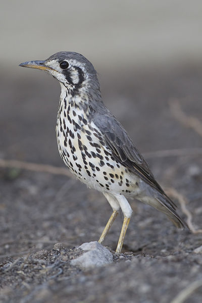 Thrush (bird)