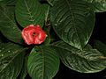 Psychotria - Flickr - treegrow.jpg