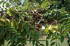 Pterocarpus angolensis 20D 2954.jpg