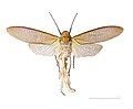   Museum specimen