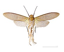 Pterodictya reticularis, mounted specimen