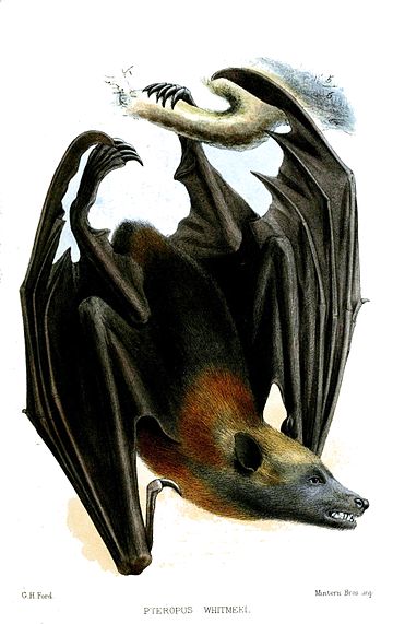 Pteropus anetianus