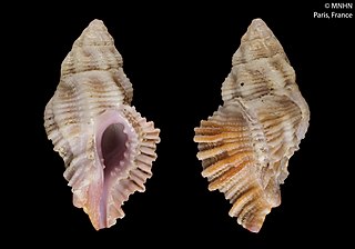 <i>Pterynotus barclayanus</i> Species of gastropod