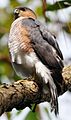 Puerto Rican Sharp-shinned hawk perched on tree limb.jpg