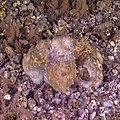 * Nomination Common octopus (Octopus vulgaris), Teno-Rasca marine strip, Tenerife, Spain --Poco a poco 21:17, 23 June 2022 (UTC) * Promotion  Support Good quality. --Palauenc05 08:00, 24 June 2022 (UTC)