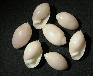 <i>Pupa nitulida</i> Species of gastropod