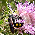 P. quadrimaculata photographed in Florida.