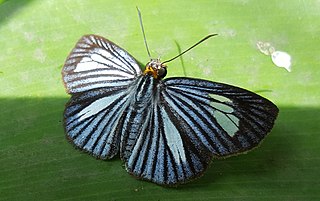 <i>Pythonides lancea</i> Species of butterfly