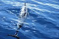 Pêcheur au Sud du lagon - Mayotte.jpg