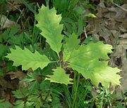 Quercus rubra - Wikipedia