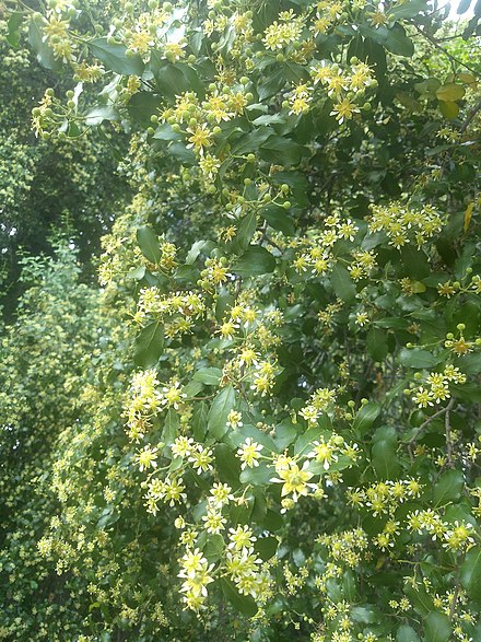 Quillaja saponaria in bloom, University of California, Berkeley, USA, July 2019 (by Amber Kerr).