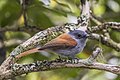 * Nomination Réunion paradise flycatcher (Terpsiphone bourbonnensis bourbonnensis) juvenile --Charlesjsharp 12:06, 23 December 2022 (UTC) * Promotion  Support Good quality. --Ermell 14:28, 23 December 2022 (UTC)