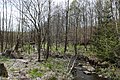 Naturschutzgebiet Aschenhütte und Bachsystem der Romecke