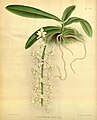 Macropodanthus berkeleyi (as syn. Thrixspermum berkeleyi) Plate 436 in: R.Warner - B.S.Williams: The Orchid Album (1882-1897)