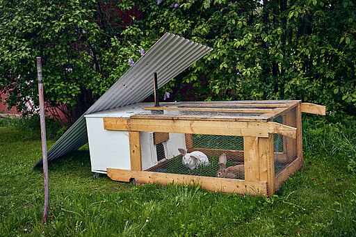 Rabbits in cage at Grythengen farm