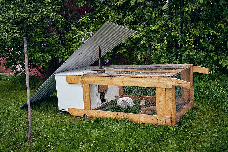 File:Rabbits in cage at Grythengen farm.jpg