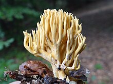 Ramaria a2.JPG