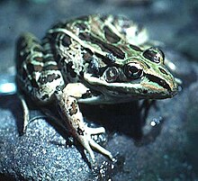 Frog - Wikipedia