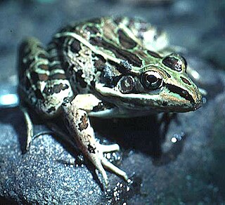 Forrer's grass frog