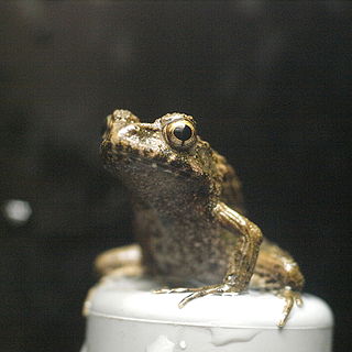 Japanese wrinkled frog Species of amphibian