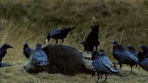 Fitxer:Raven op kadaver wild zwijn-Stichting Natuurbeelden-172729.webm