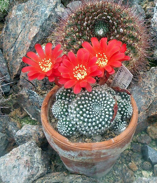 File:Rebutia krainziana 2.jpg