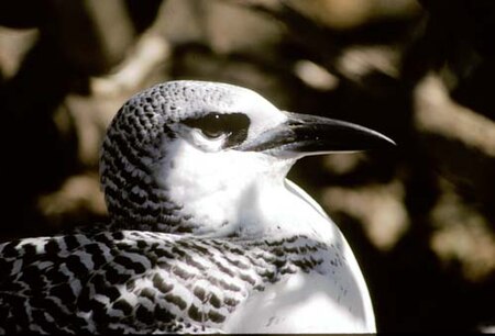 Red-Tailed Tropicbird.jpg